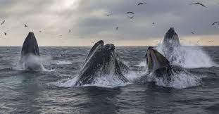 whale groups